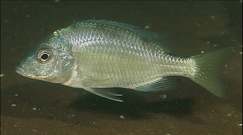 Trematocranus microstoma 'Chembe Beach'